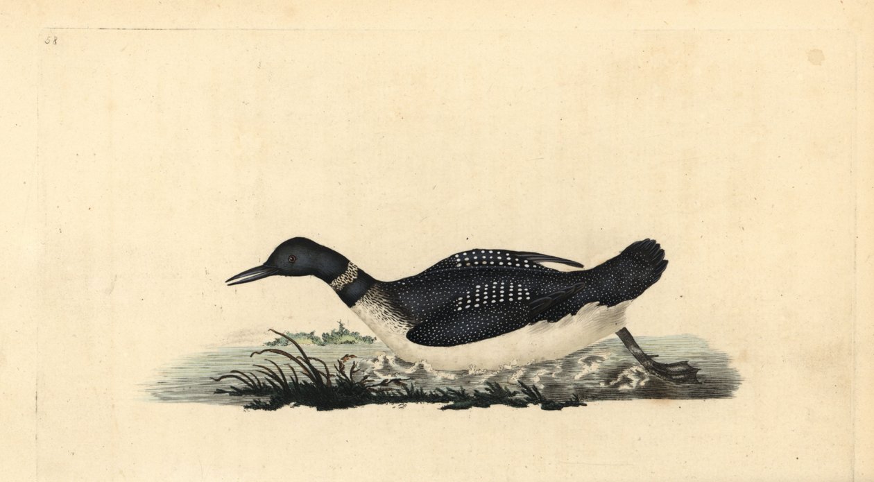 Eistaucher, Gavia immer. Handkolorierter Kupferstich von Edward Donovan aus seiner eigenen „Natural History of British Birds“, London von Edward Donovan
