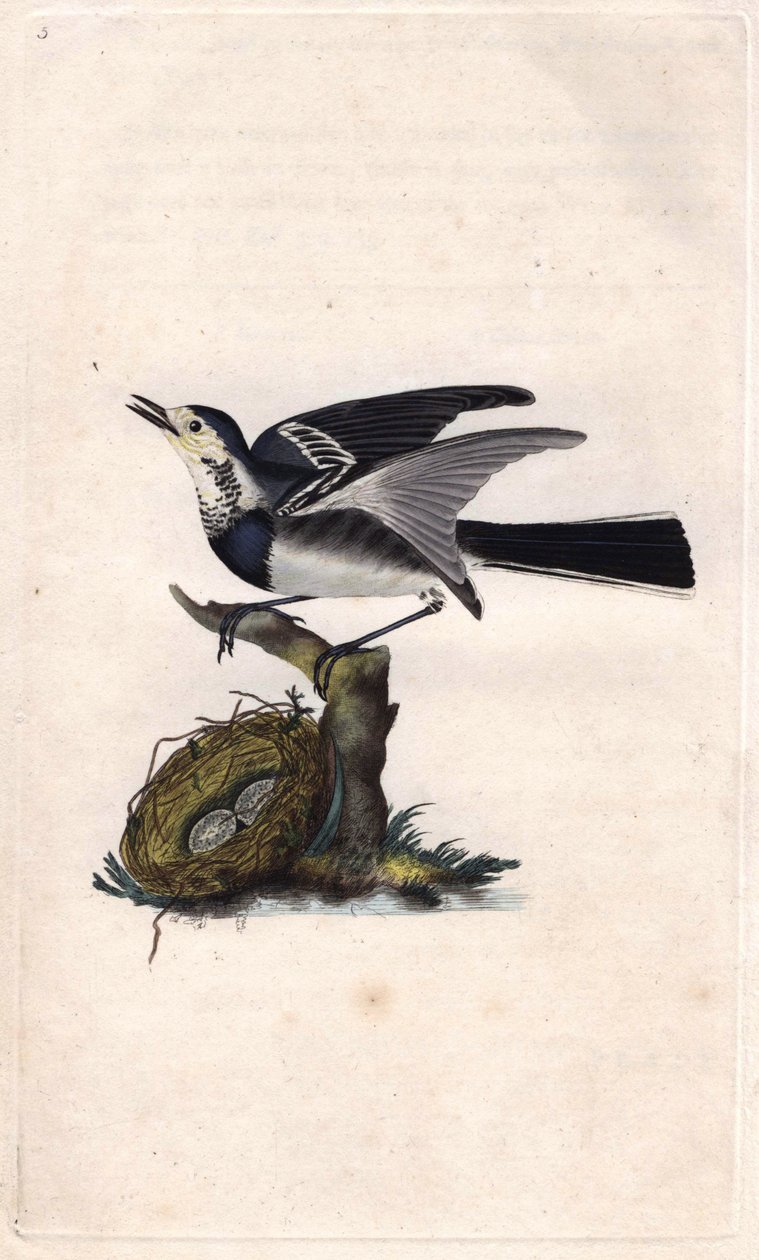 Graue Bachstelze. Motacilla alba. Kupferstich von Edward Donovan (1768-1837), veröffentlicht in Histoire naturelle des oiseaux britanniques, London von Edward Donovan