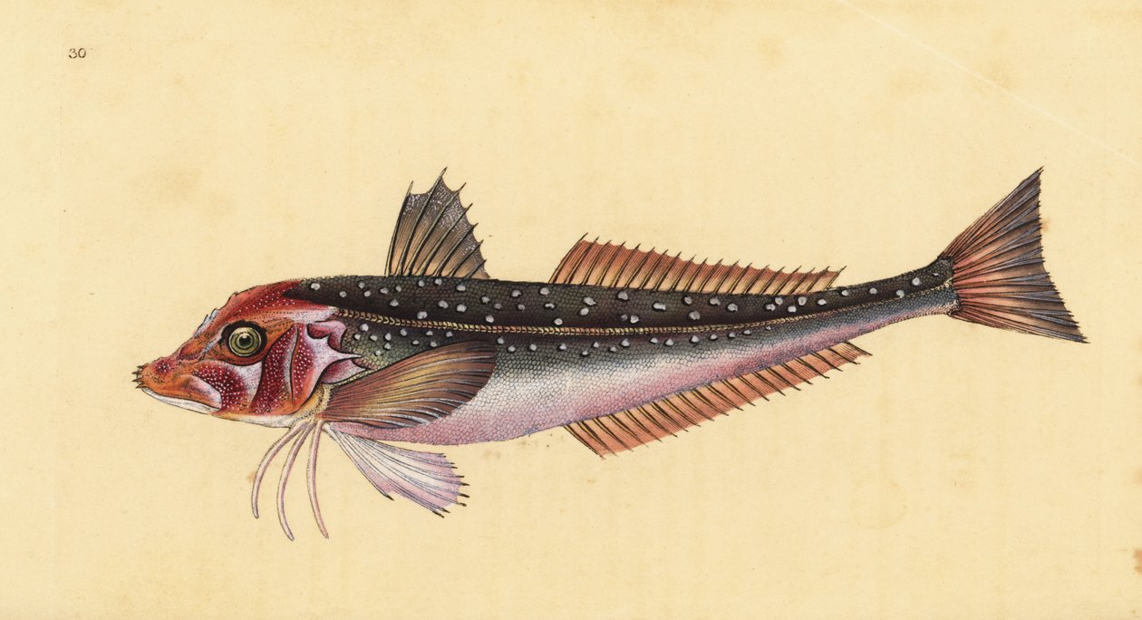 Grauer Knurrhahn, Eutrigla gurnardus (Trigla gurnardus). Handkolorierte Kupferplatte gezeichnet und graviert von Edward Donovan aus seiner Naturgeschichte der britischen Fische, Donovan und F.C. und J. Rivington, London von Edward Donovan