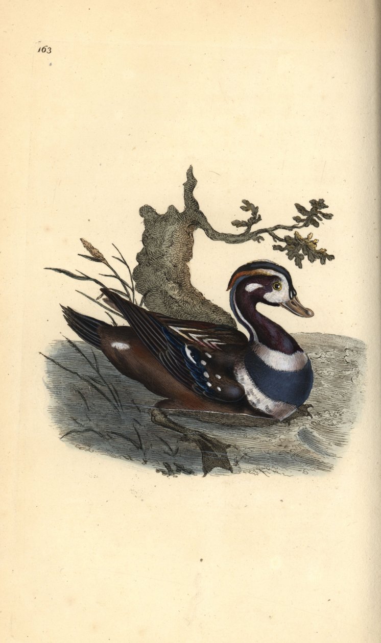 Kragenente, Histrionicus histrionicus. Handkolorierte Kupferplatte von Edward Donovan aus seinem eigenen „Natural History of British Birds“ von Edward Donovan