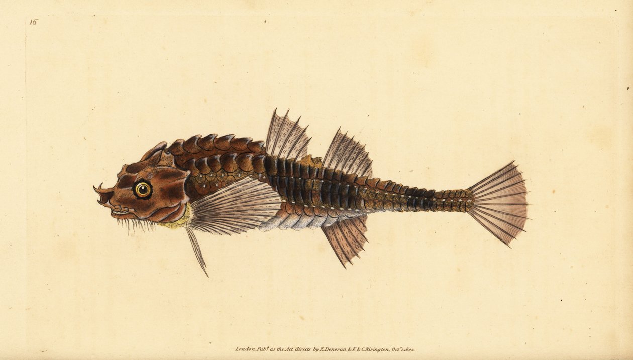 Hakennase, Agonus cataphractus (Pogge oder gepanzerter Stierkopf, Cottus cataphractus). Handkolorierte Kupferplatte gezeichnet und graviert von Edward Donovan aus seiner Naturgeschichte der britischen Fische, Donovan und F.C. und J. Rivington, London von Edward Donovan