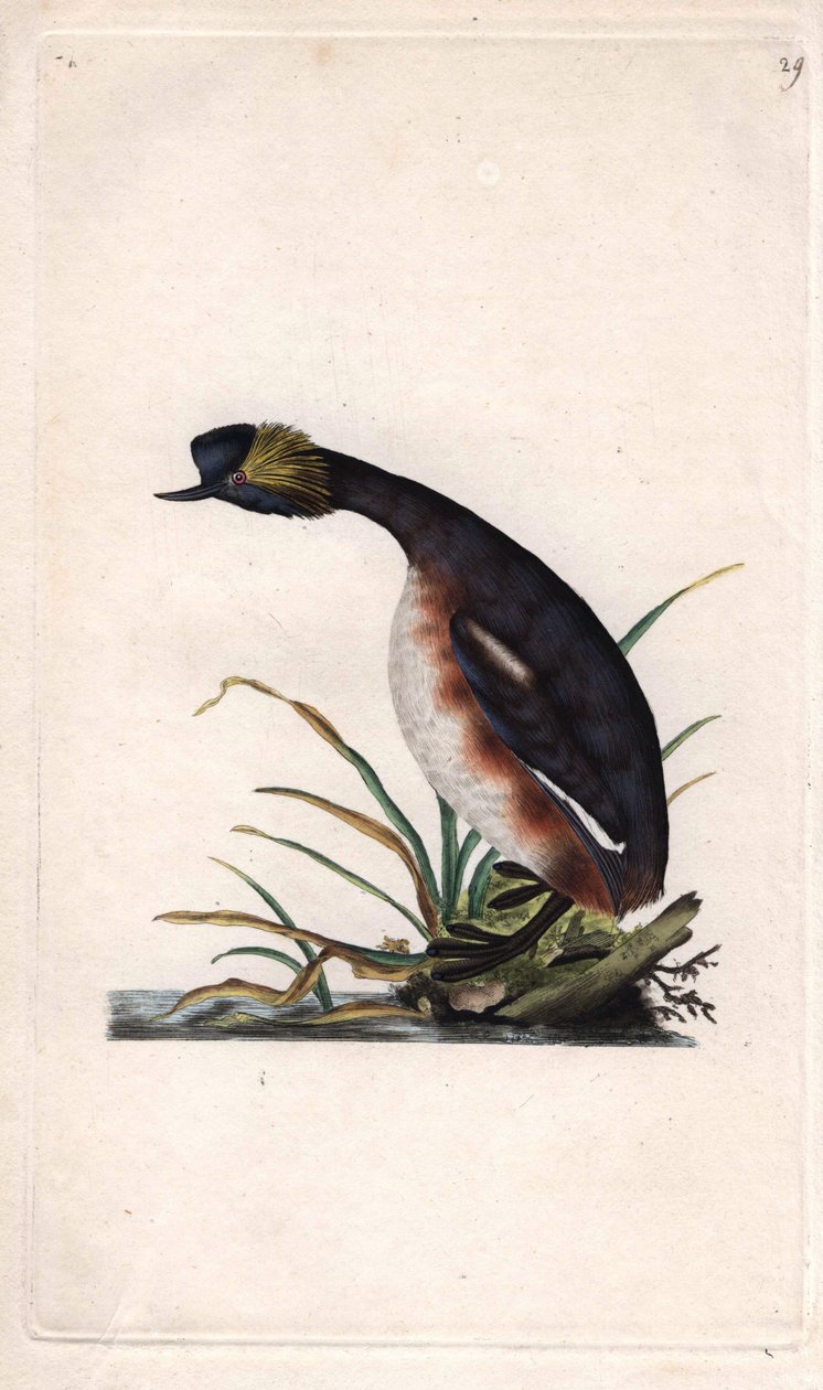 Ohrentaucher. Podiceps auritus (Colymbus auritus). Kupferstich von Edward Donovan (1768-1837), veröffentlicht in Naturgeschichte der britischen Vögel, London von Edward Donovan