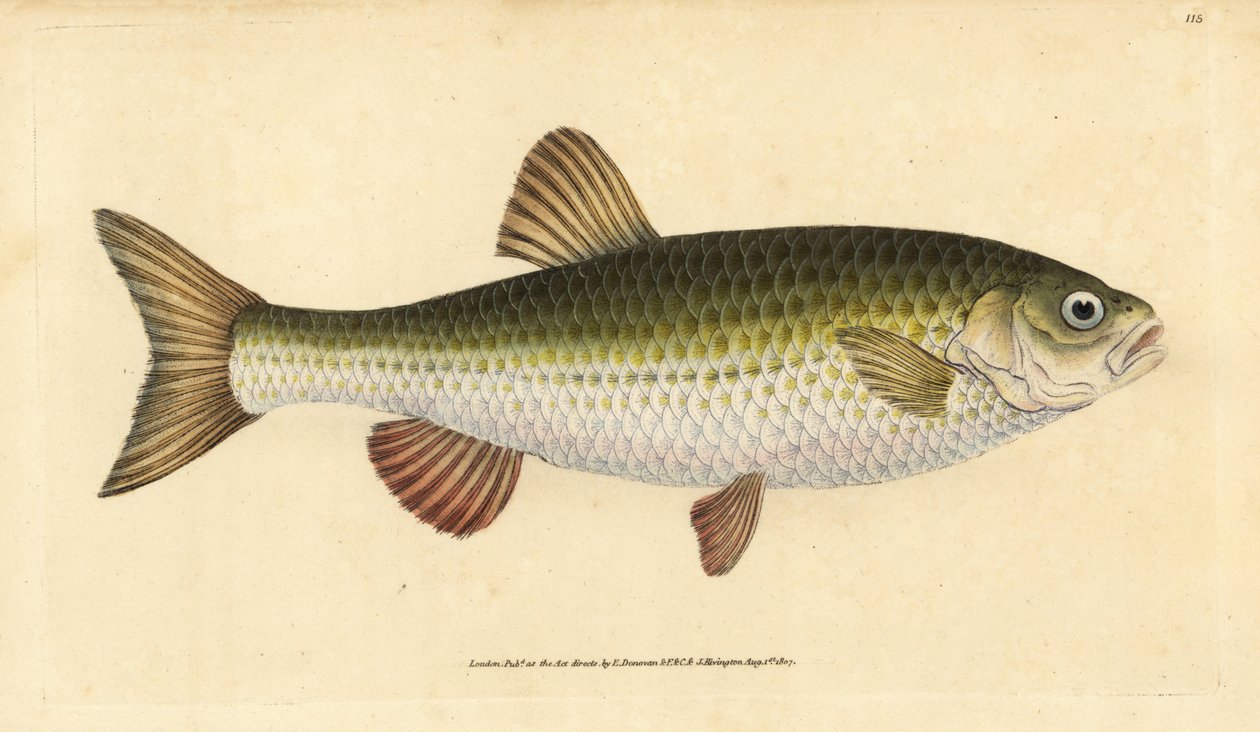 Aland, Leuciscus idus. Handkolorierte Kupferstichzeichnung und -gravur von Edward Donovan aus seiner „Natural History of British Fishes“, Donovan und F.C. und J. Rivington, London von Edward Donovan