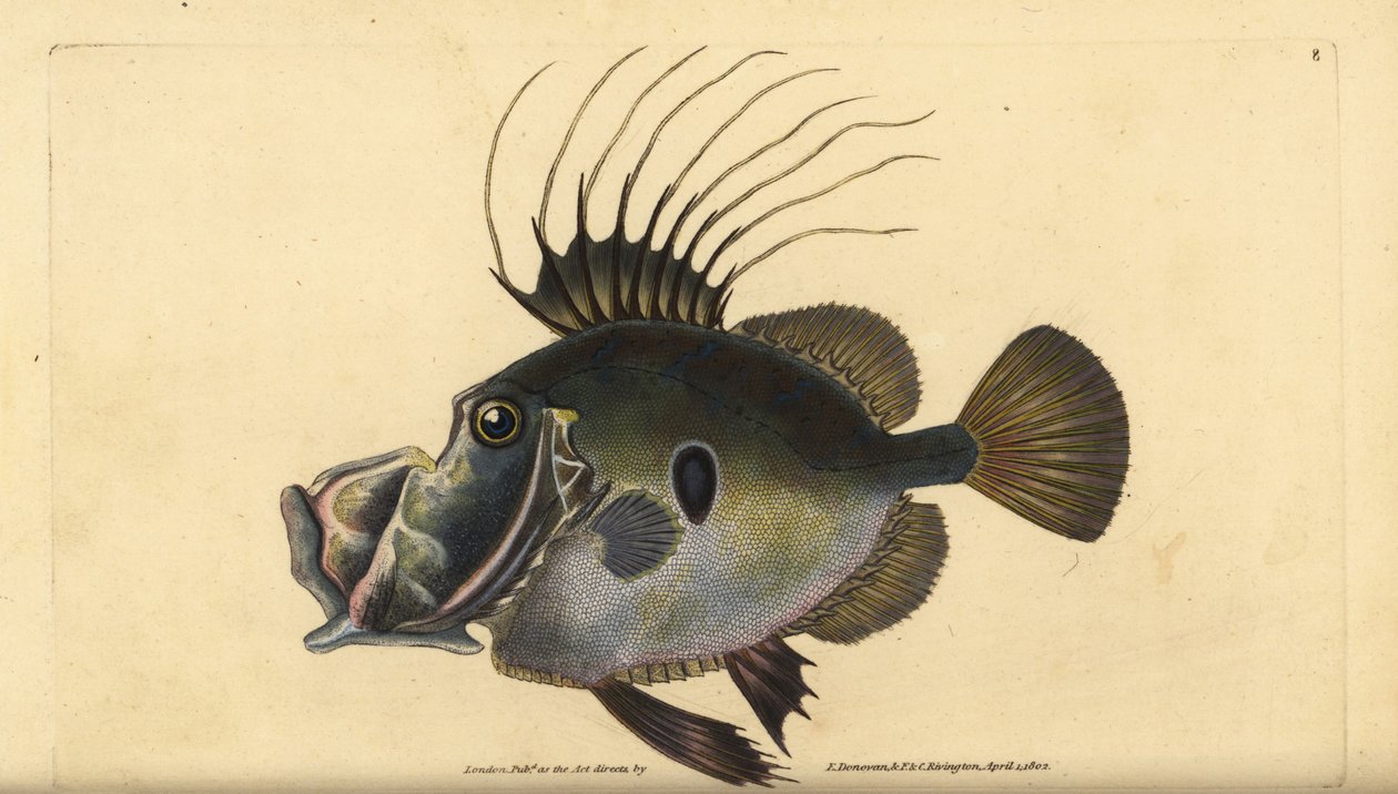 Petersfisch, Zeus faber. Handkolorierte Kupferstichzeichnung und -gravur von Edward Donovan aus seiner „Natural History of British Fishes“ von Edward Donovan