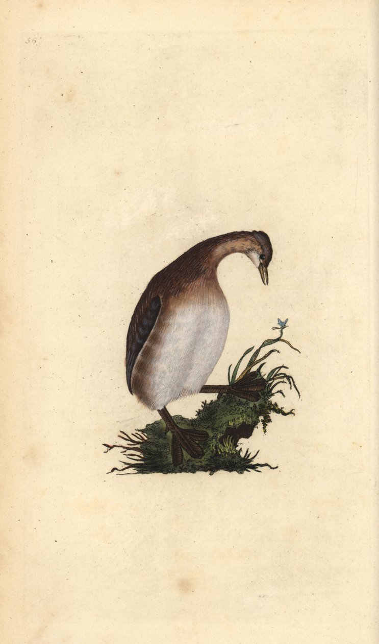 Zwergtaucher, Tachybaptus ruficollis. Handkolorierte Kupferplatte gezeichnet und graviert von Edward Donovan aus seiner Natural History of British Birds, London von Edward Donovan