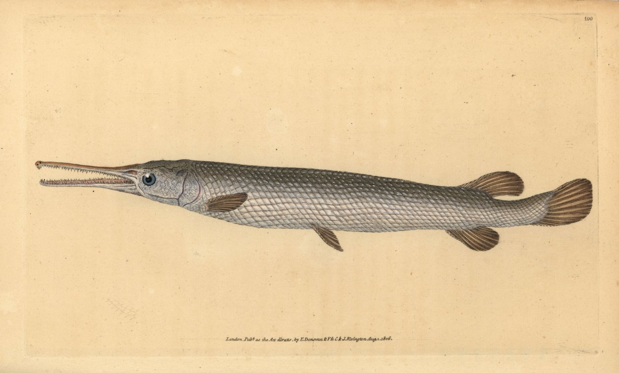 Langnasenhecht, Lepisosteus osseus. Handkolorierte Kupferstichzeichnung und -gravur von Edward Donovan aus seiner „Natural History of British Fishes“, Donovan und F.C. und J. Rivington, London von Edward Donovan