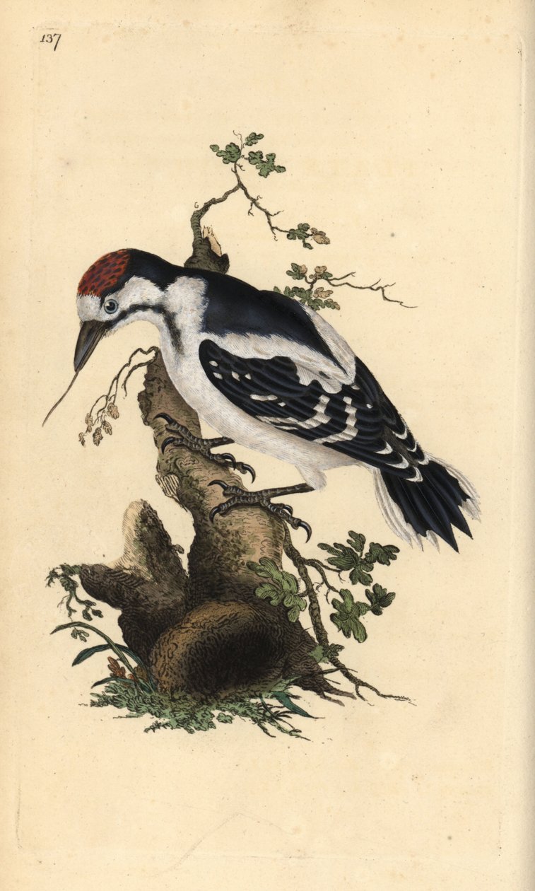 Mittelspecht, Dendrocopos medius. Handkolorierte Kupferstichzeichnung und -gravur von Edward Donovan aus seinem eigenen „Natural History of British Birds“, London von Edward Donovan