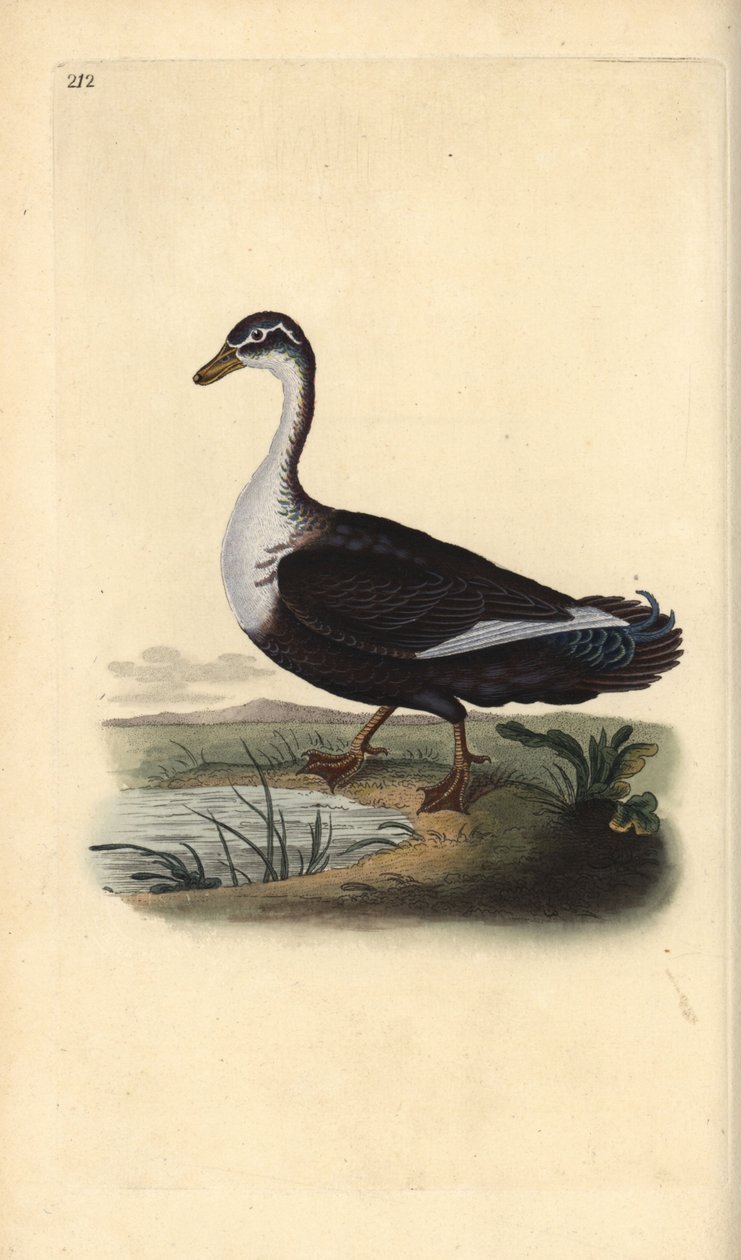 Moschusente (Cairina moschata). Handkolorierter Kupferstich von Edward Donovan aus seinem Werk „Natural History of British Birds“, London von Edward Donovan