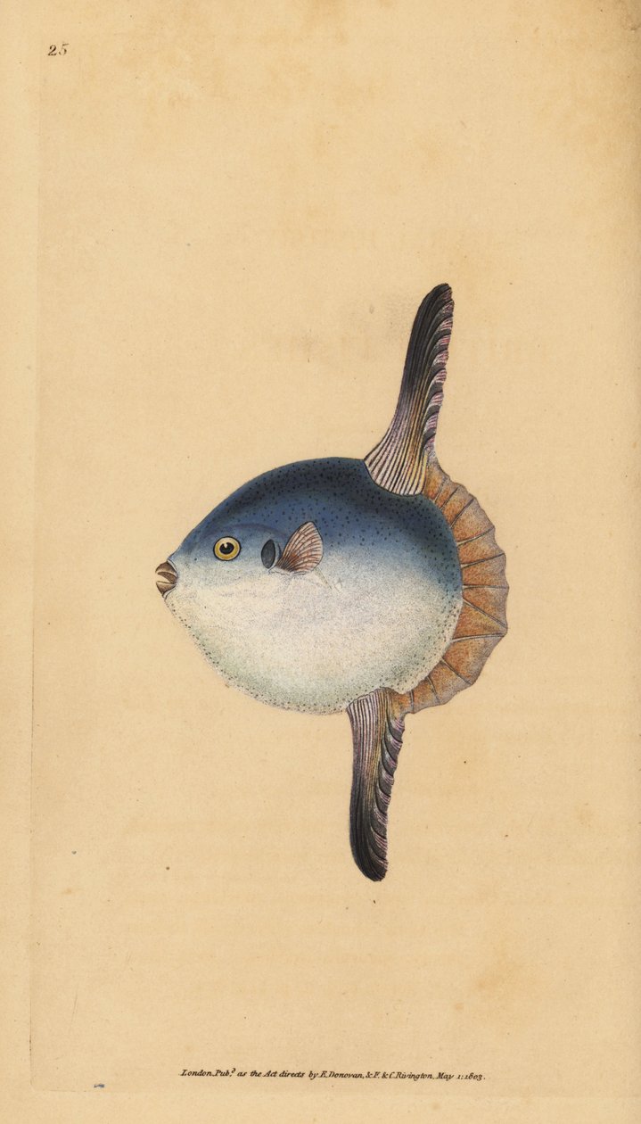 Mondfisch, Mola mola. Gefährdet. (Sonnenfisch, Tetrodon mola). Handkolorierte Kupferstichzeichnung und Gravur von Edward Donovan aus seiner Natural History of British Fishes, Donovan und F.C. und J. Rivington, London von Edward Donovan