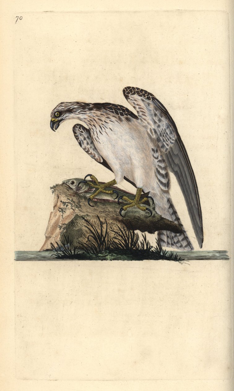 Fischadler, Pandion haliaetus, stehend auf einem gefangenen Fisch. Handkolorierte Kupferplatte gezeichnet und graviert von Edward Donovan aus seiner Natural History of British Birds, London von Edward Donovan