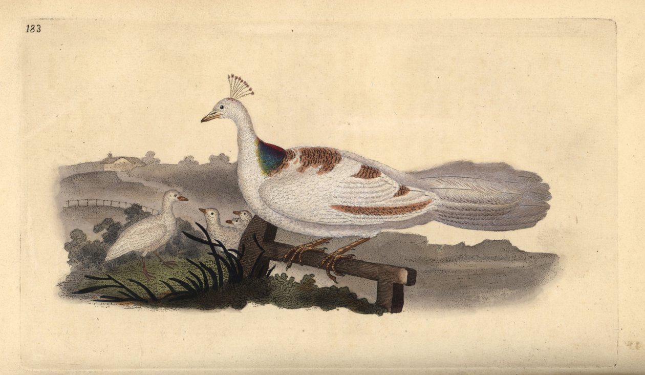 Pfauenfuß, Pavo cristatus, Weibchen mit Jungen. Handkolorierter Kupferstich von Edward Donovan aus seiner eigenen „Natural History of British Birds“, London von Edward Donovan