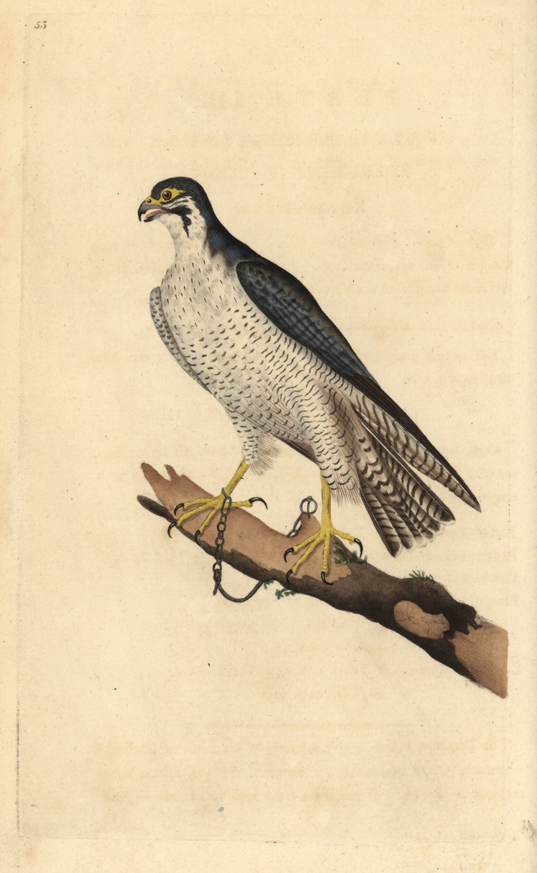 Wanderfalke, Falco peregrinus, an einen Ast gekettet. Handkolorierte Kupferstich von Edward Donovan aus seiner Natural History of British Birds, London von Edward Donovan