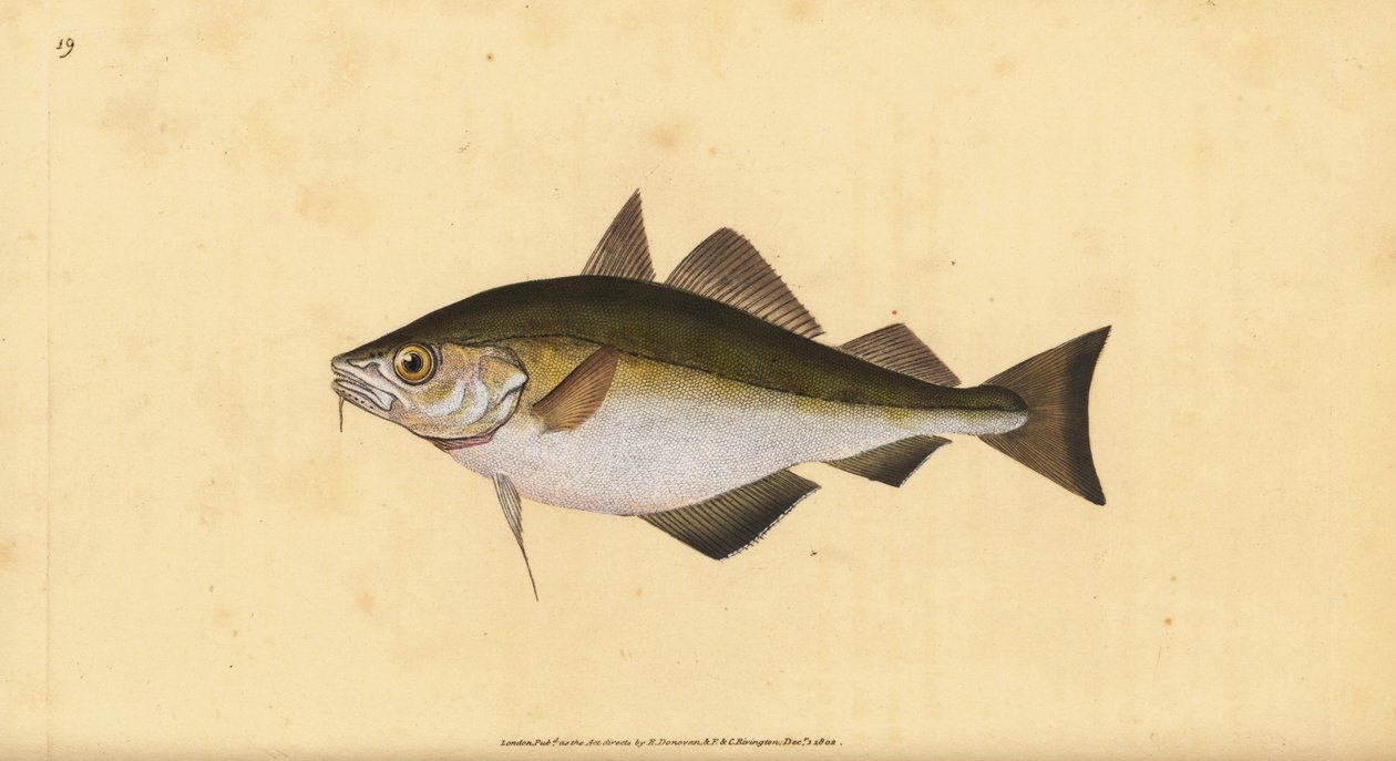 Pouting, Trisopterus luscus (Bib, Gadus luscus). Handkolorierte ...