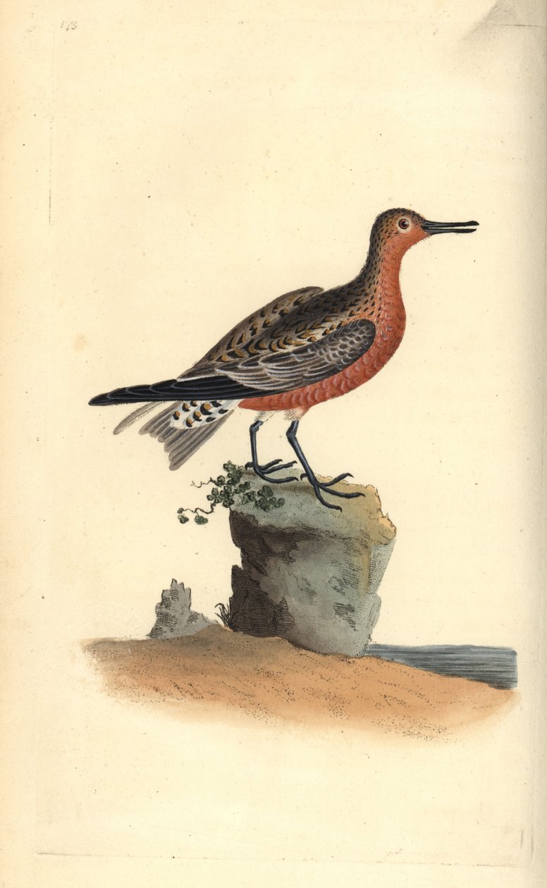 Knutt, Calidris canutus. Handkolorierte Kupferstich von Edward Donovan ...