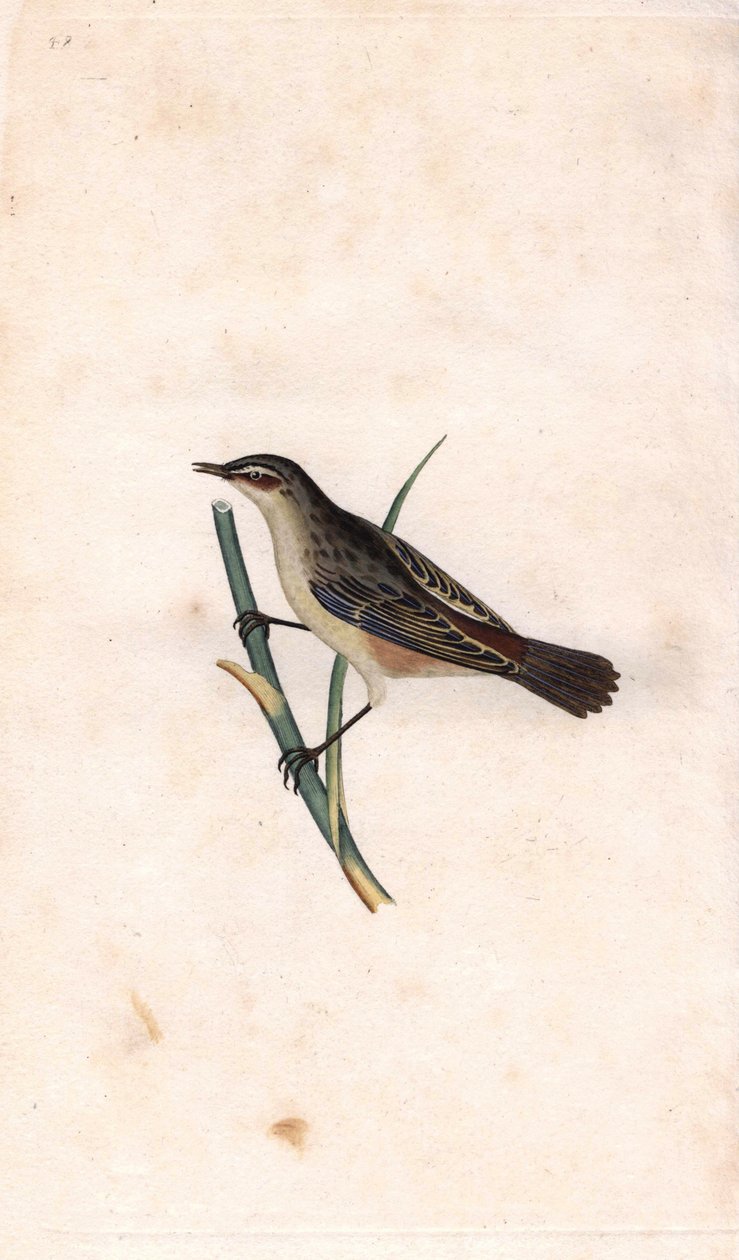 Rohrschwirl, Acrocephalus schoenobaenus. Kupferstich von Edward Donovan, veröffentlicht in „Histoire naturelle des oiseaux britanniques“ von Edward Donovan