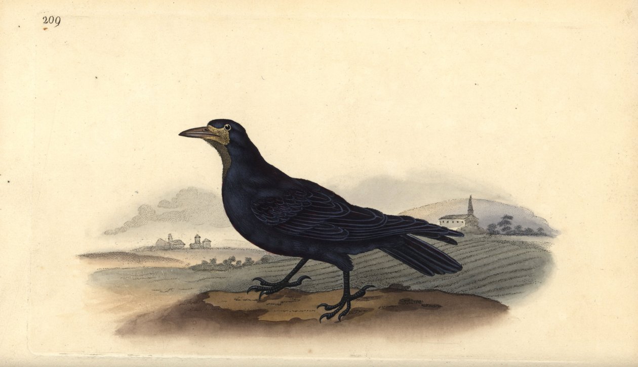 Saatkrähe, Corvus frugilegus. Handkolorierte Kupferstichzeichnung und -gravur von Edward Donovan aus seinem eigenen „Natural History of British Birds“, London von Edward Donovan