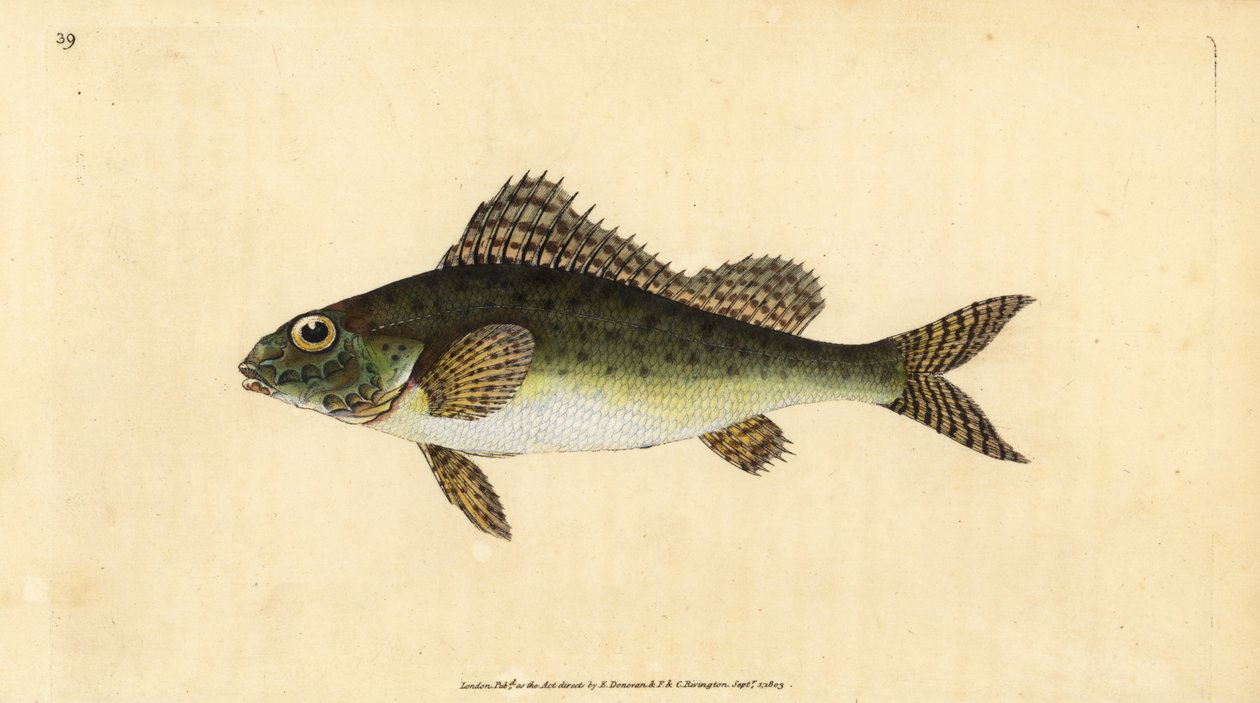 Kaulbarsch, Gymnocephalus cernua. Handkolorierte Kupferstichzeichnung und -gravur von Edward Donovan aus seiner „Natural History of British Fishes“, Donovan und F.C. und J. Rivington, London von Edward Donovan