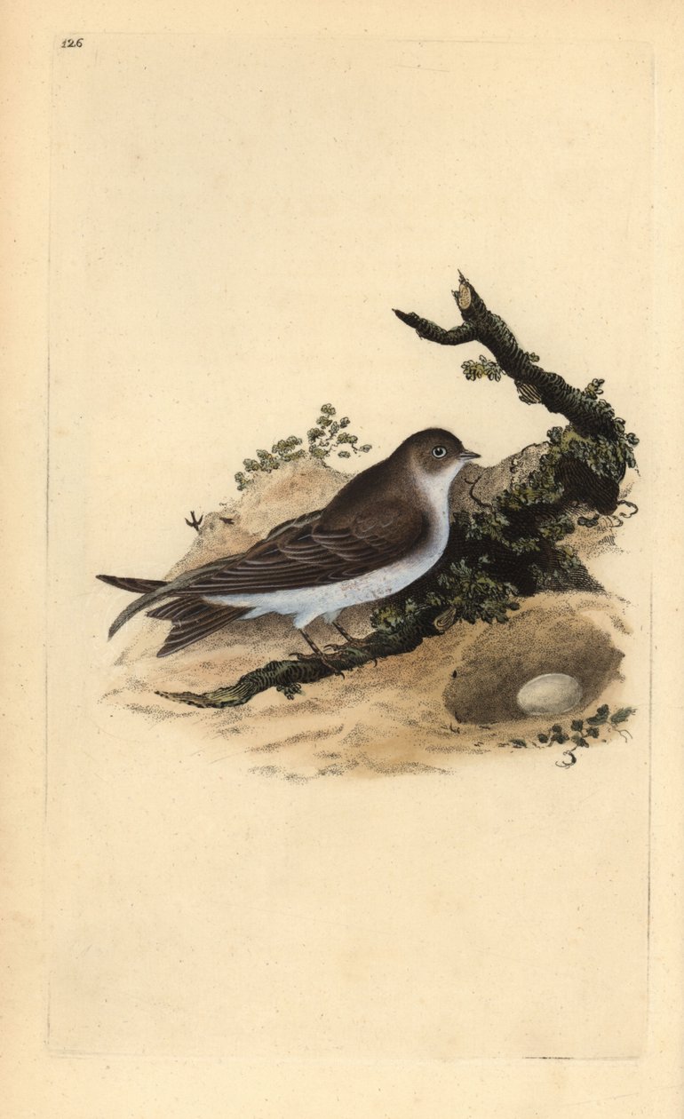 Uferschwalbe, Riparia riparia, mit Nest und Ei. Handkolorierter Kupferstich gezeichnet und gestochen von Edward Donovan aus seinem eigenen „Natural History of British Birds“ (1794-1819) von Edward Donovan
