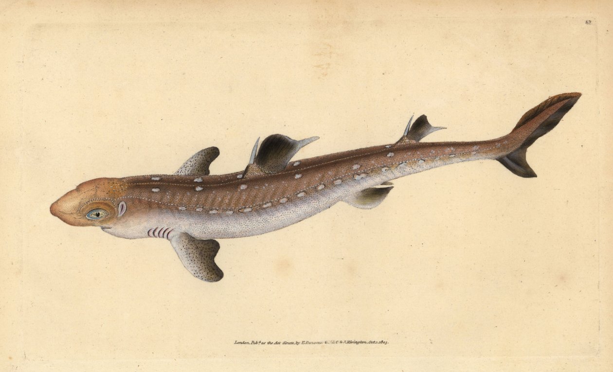 Dornhai, Squalus acanthias. Handkolorierte Kupferstichzeichnung und -gravur von Edward Donovan aus seiner „Natural History of British Fishes“, Donovan und F.C. und J. Rivington, London von Edward Donovan