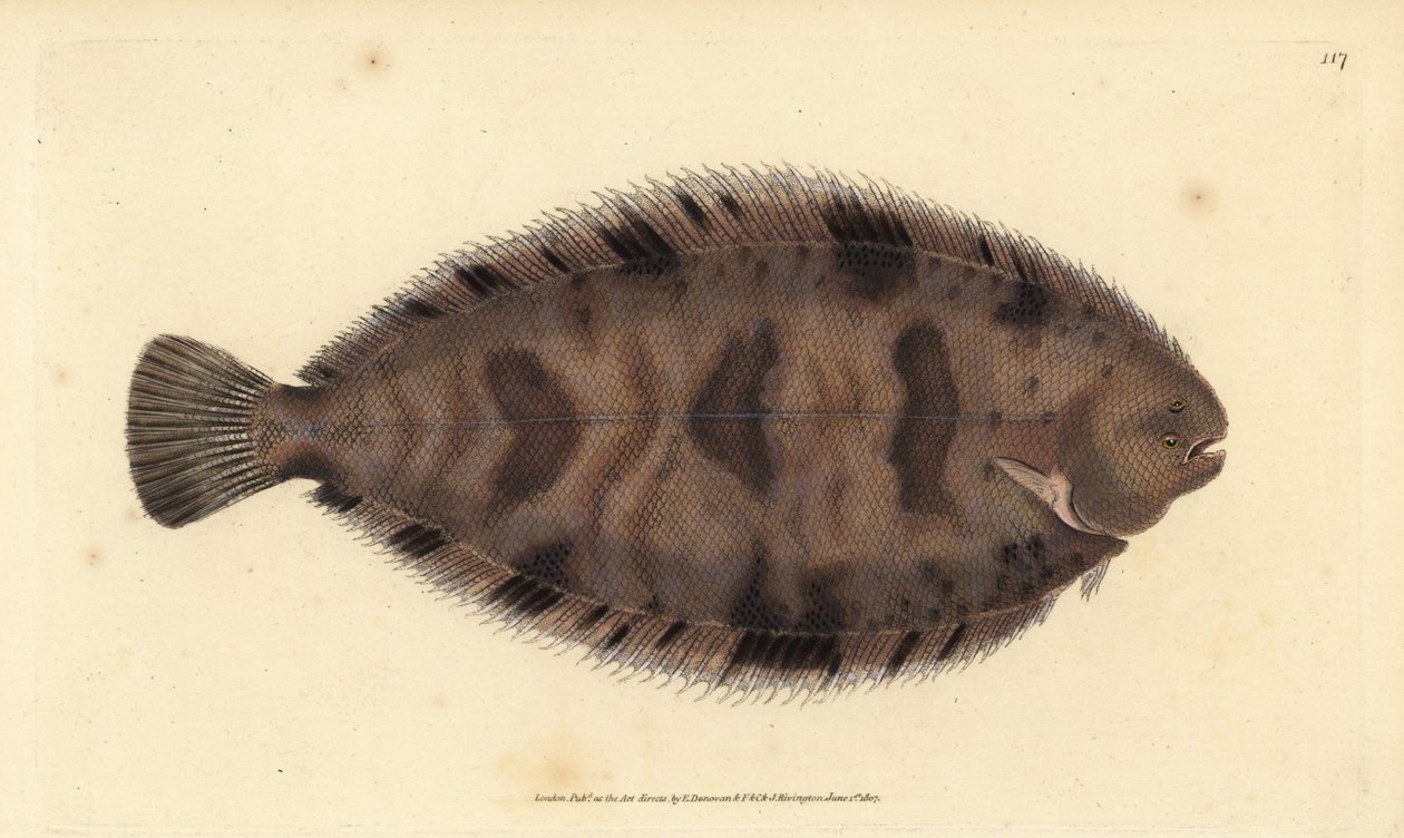Dickrücken-Sohle, Microchirus variegatus (Bunte Sohle, Pleuronectes variegatus). Handkolorierter Kupferstich von Edward Donovan aus seiner „Natural History of British Fishes“, Donovan und F.C. und J. Rivington, London von Edward Donovan