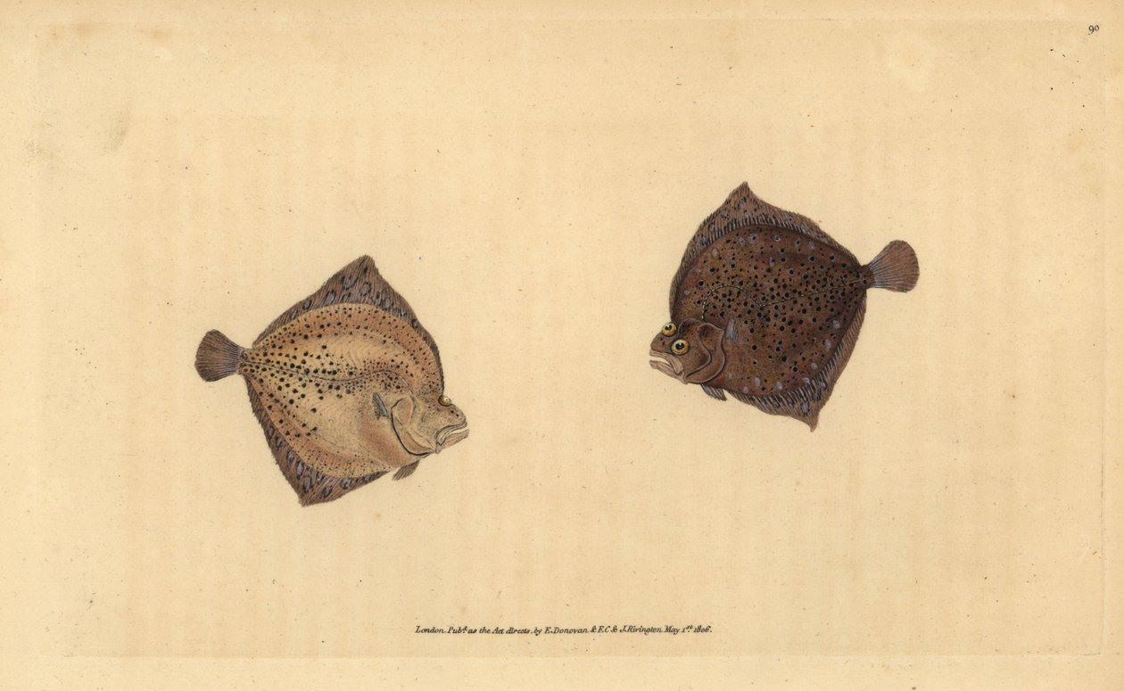 Steinbutt, Scophthalmus maximus. Handkolorierte Kupferstichzeichnung und -gravur von Edward Donovan aus seiner „Natural History of British Fishes“ von Edward Donovan