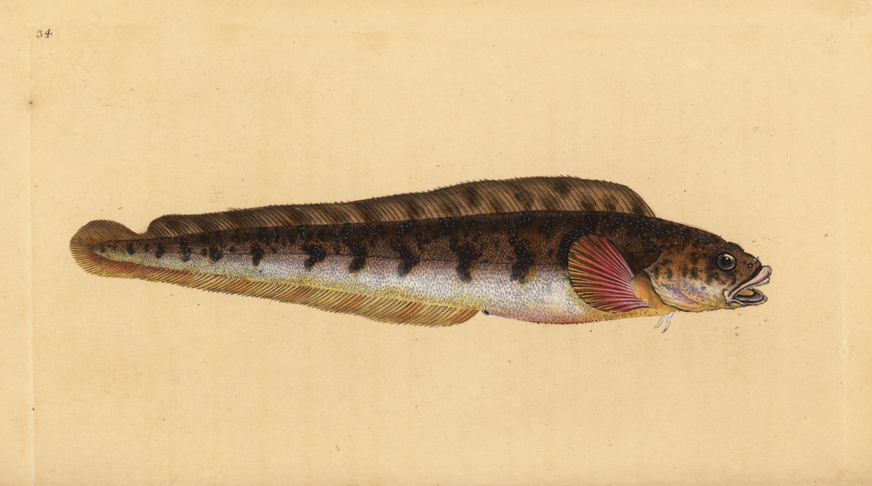 Lebendgebärender Aalquappe, Zoarces viviparus. Handkolorierte Kupferstichzeichnung und -gravur von Edward Donovan aus seiner „Natural History of British Fishes“, Donovan und F.C. und J. Rivington, London von Edward Donovan