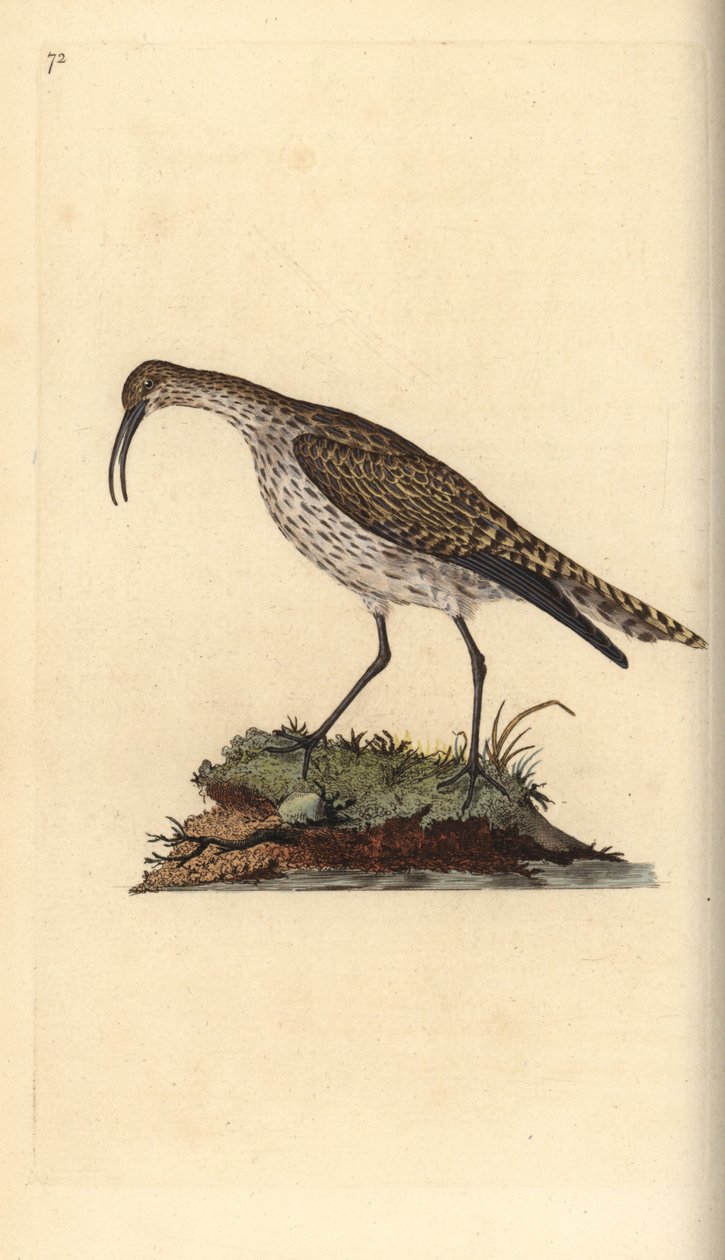 Regenbrachvogel, Numenius phaeopus. Handkolorierte Kupferplatte gezeichnet und graviert von Edward Donovan aus seiner Natural History of British Birds, London von Edward Donovan