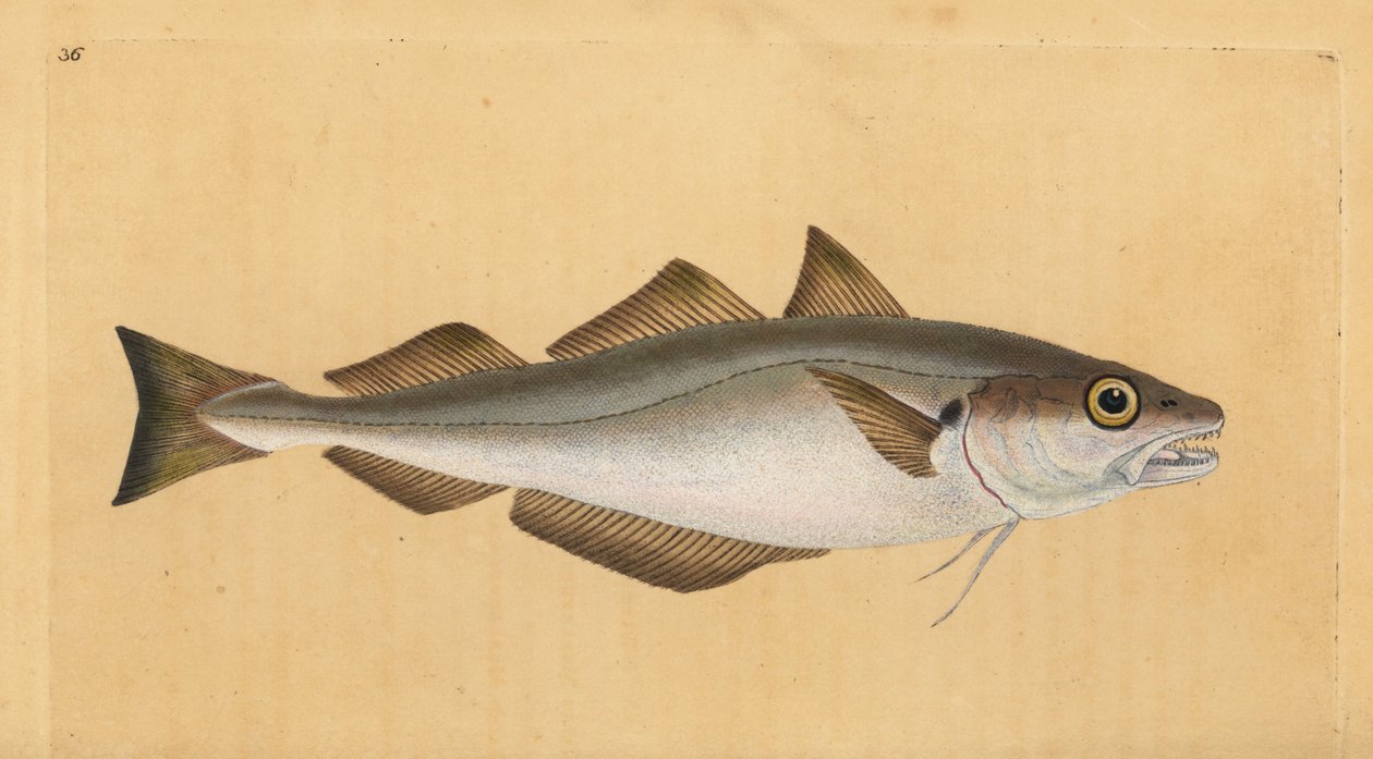 Wittling, Merlangius merlangus. Handkolorierte Kupferstichzeichnung und -gravur von Edward Donovan aus seiner „Natural History of British Fishes“ von Edward Donovan
