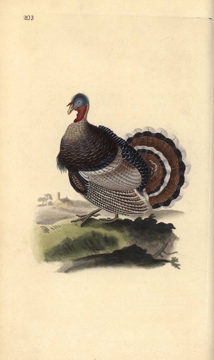 Wildtruthahn, Meleagris gallopavo. Handkolorierte Kupferstichzeichnung und -gravur von Edward Donovan aus seinem eigenen „Natural History of British Birds“, London von Edward Donovan