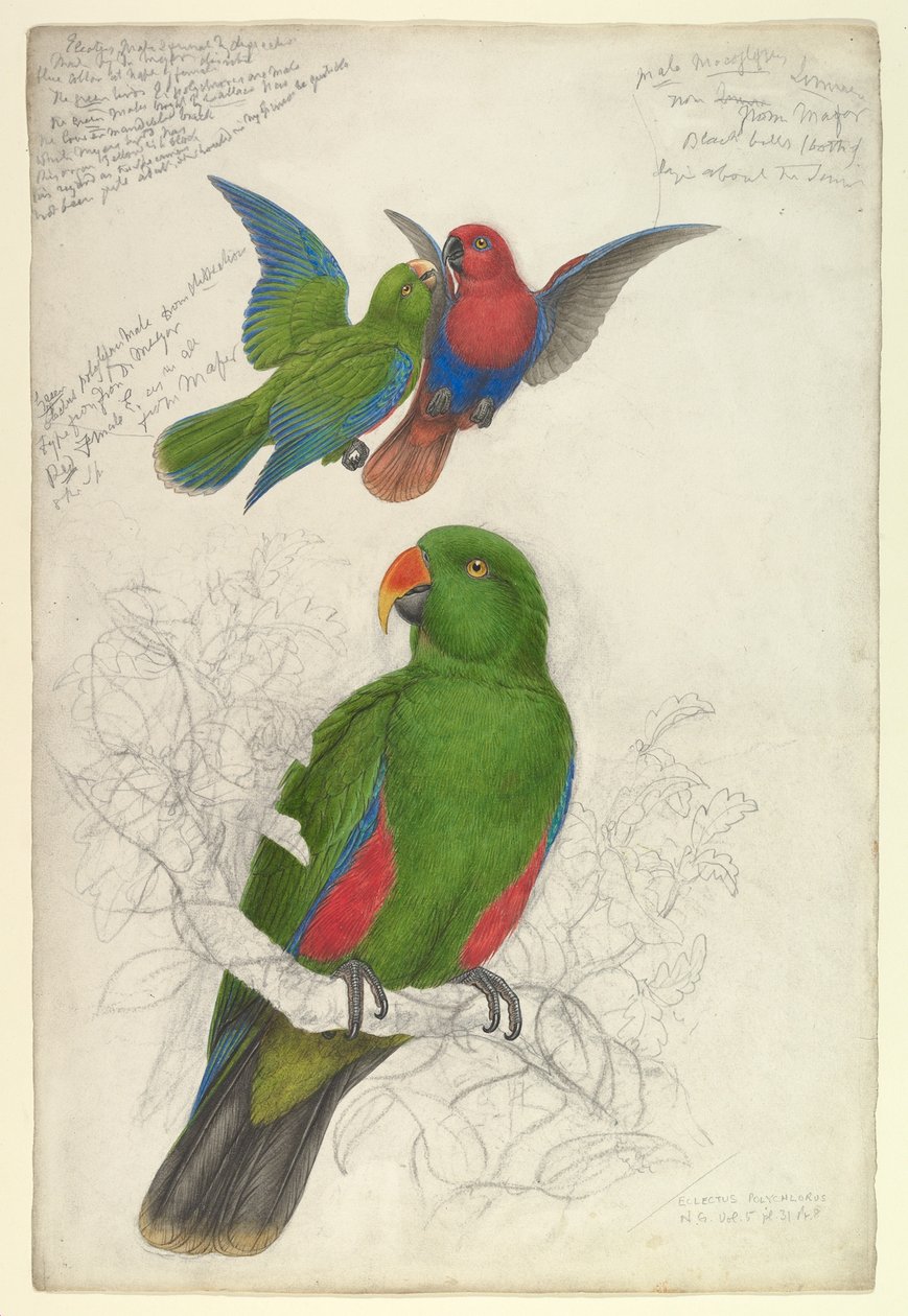 Eclectus Roratus Polychloros von Edward Lear