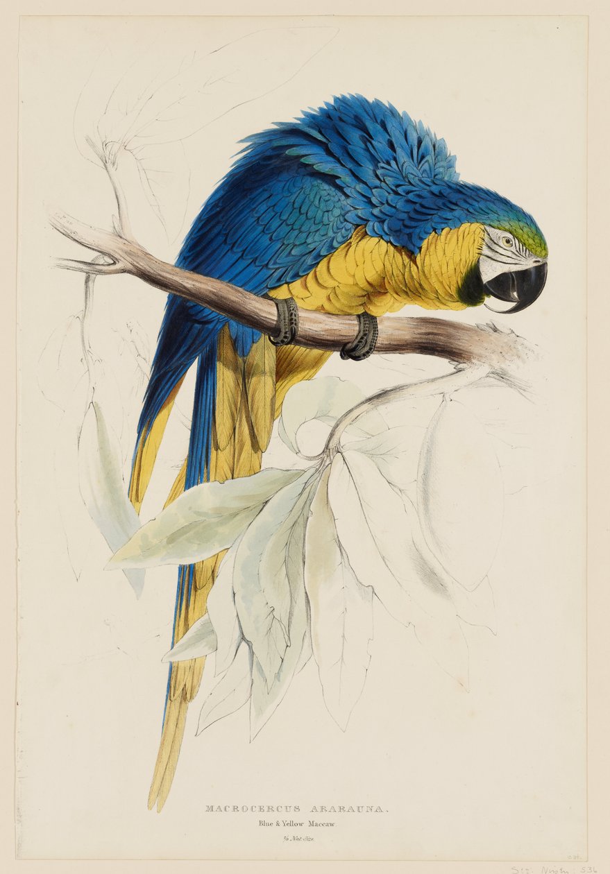 Macrocercus Ararauna. Blau-gelber Ara. von Edward Lear