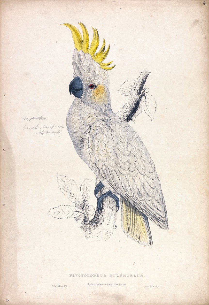 Plyctolophus Sulphureus / Kleiner Gelbhaubenkakadu (Tafel 4) von Edward Lear