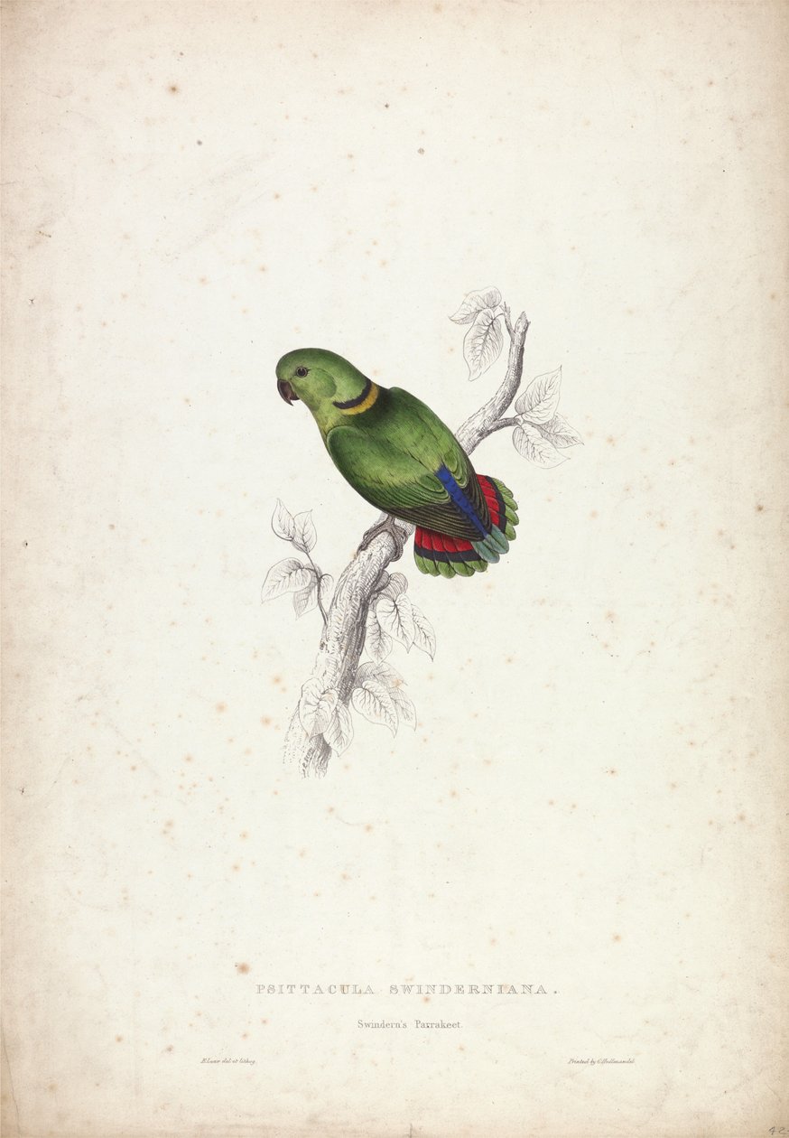 Psittacula Swinderniana. Swinderns Sittich von Edward Lear