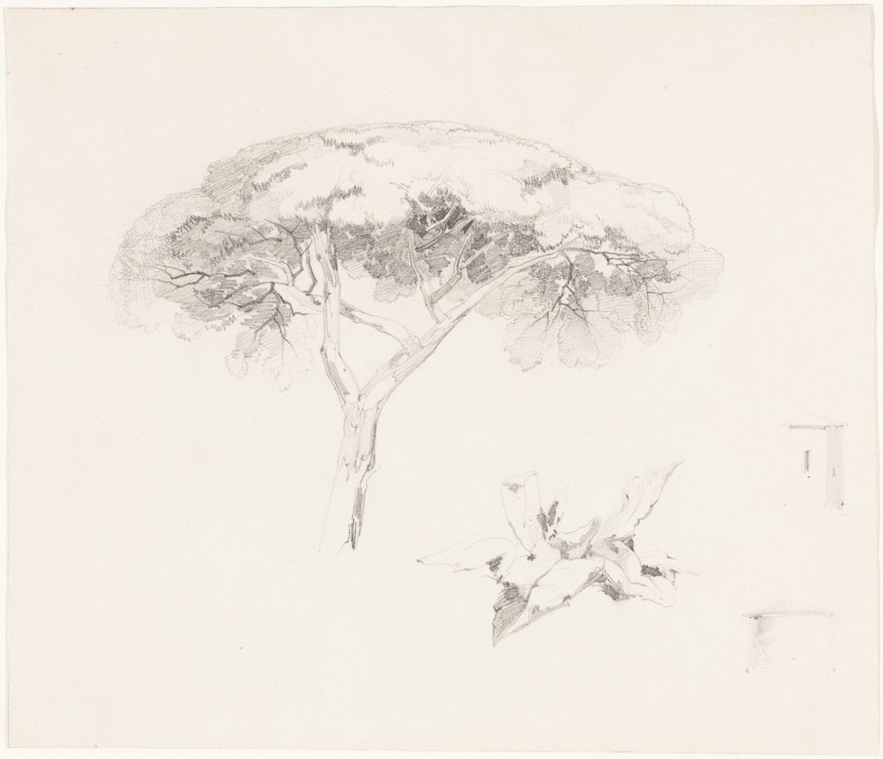 Schirmkiefer und andere Studien von Edward Lear