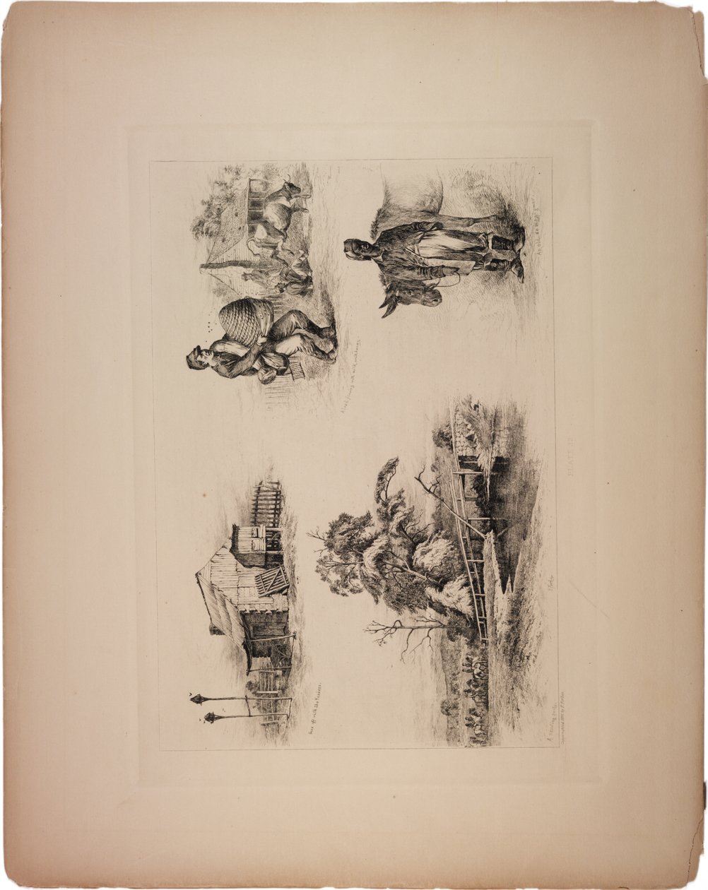 Mit den Yankees durchgebrannt von Edwin Austin Forbes