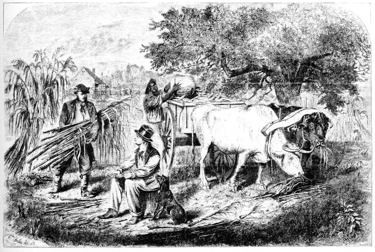 Ochsen ziehen Mais, 19. Jahrhundert von Edwin Forbes