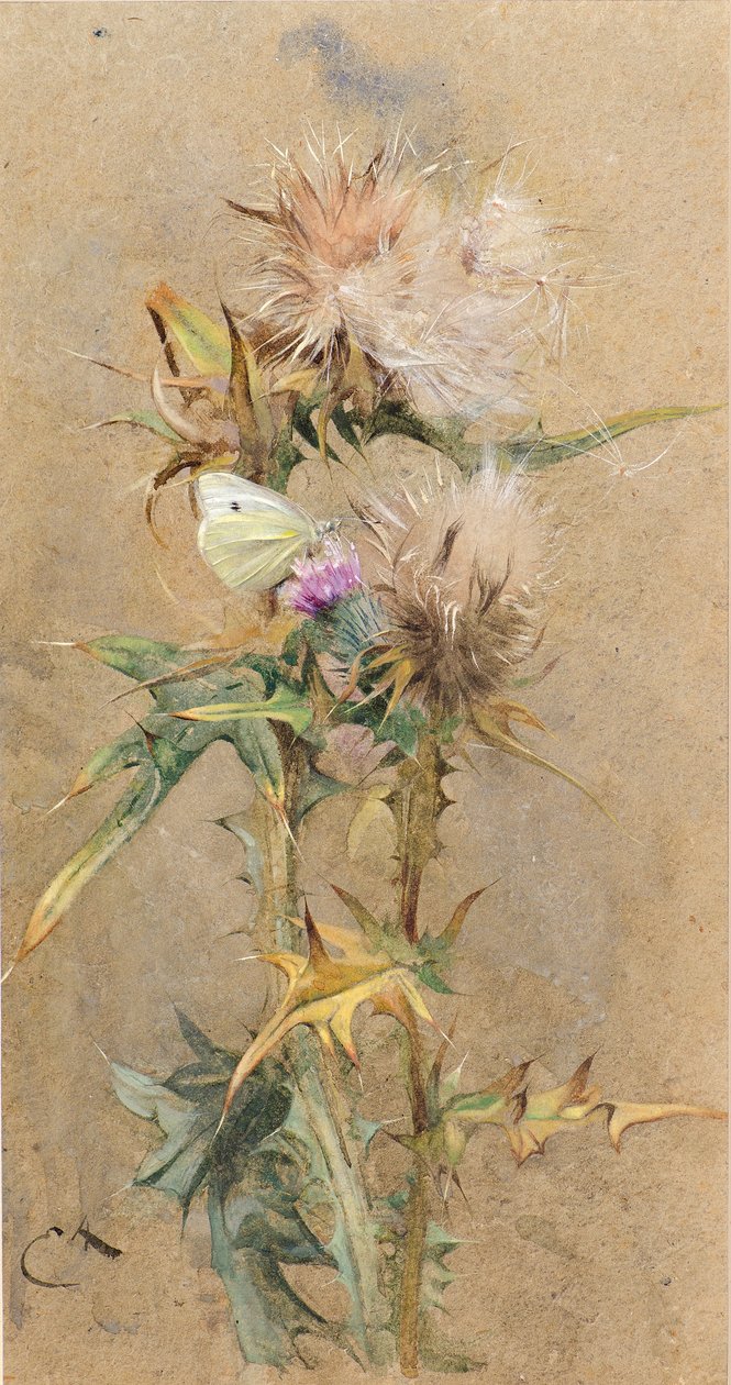Disteln und Schmetterling von Edwin John Alexander