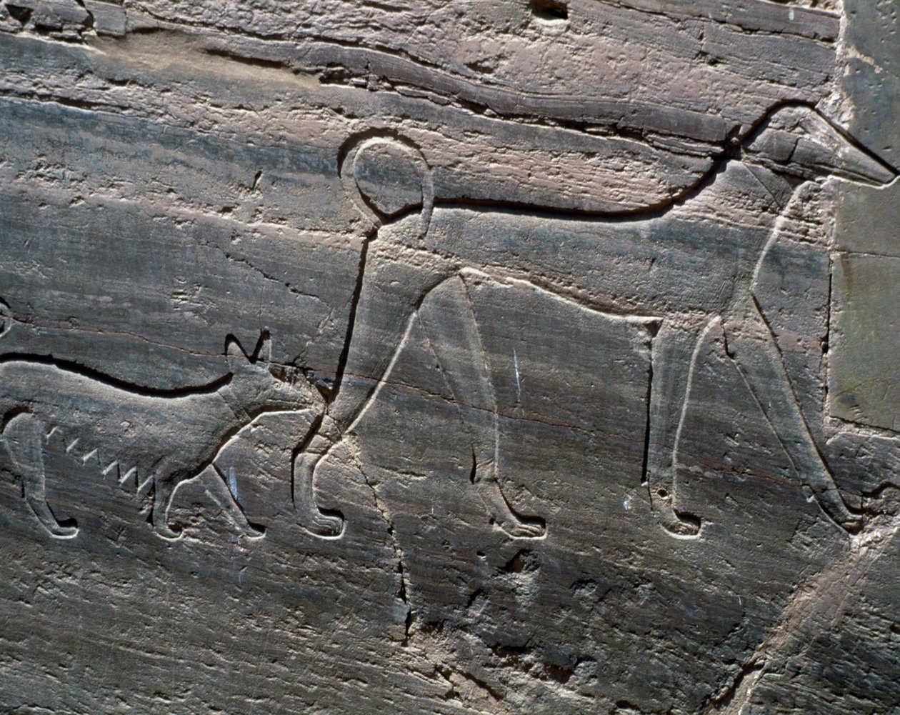 Paar Hunde, Relief vom Eingang, Grab von Sarenput II, Gräber der Prinzen, Qubbet el-Hawa, Westufer des Nils bei Assuan, ägyptische Zivilisation, Mittleres Reich, Dynastie XII von Egyptian 12th Dynasty