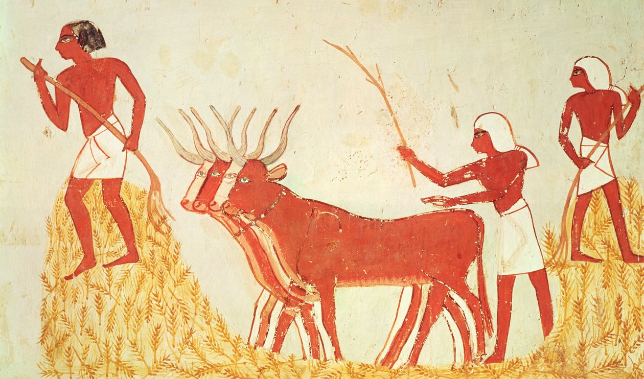 Mit Kühen Weizen dreschen, aus dem Grab von Menna, Neues Reich (Wandmalerei) von Egyptian 18th Dynasty