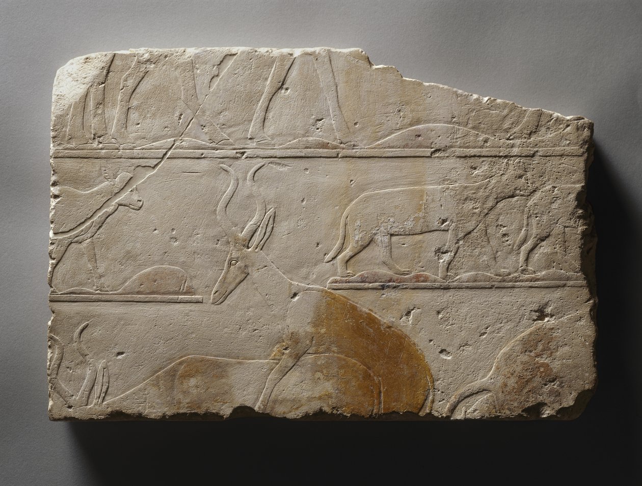 Relief mit Wüstentieren, Altes Reich, gefunden in Saqqara (ca. 2472-2455 v. Chr.) (bemalter Kalkstein) von Egyptian 5th Dynasty