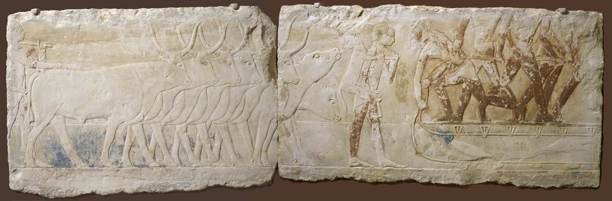 Relief von Bauern, die Vieh treiben und fischen, Altes Reich, 2450-2290 v. Chr. von Egyptian School