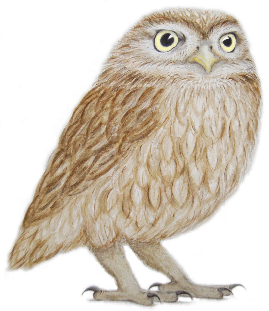 Steinkauz von Eleanor Grafton