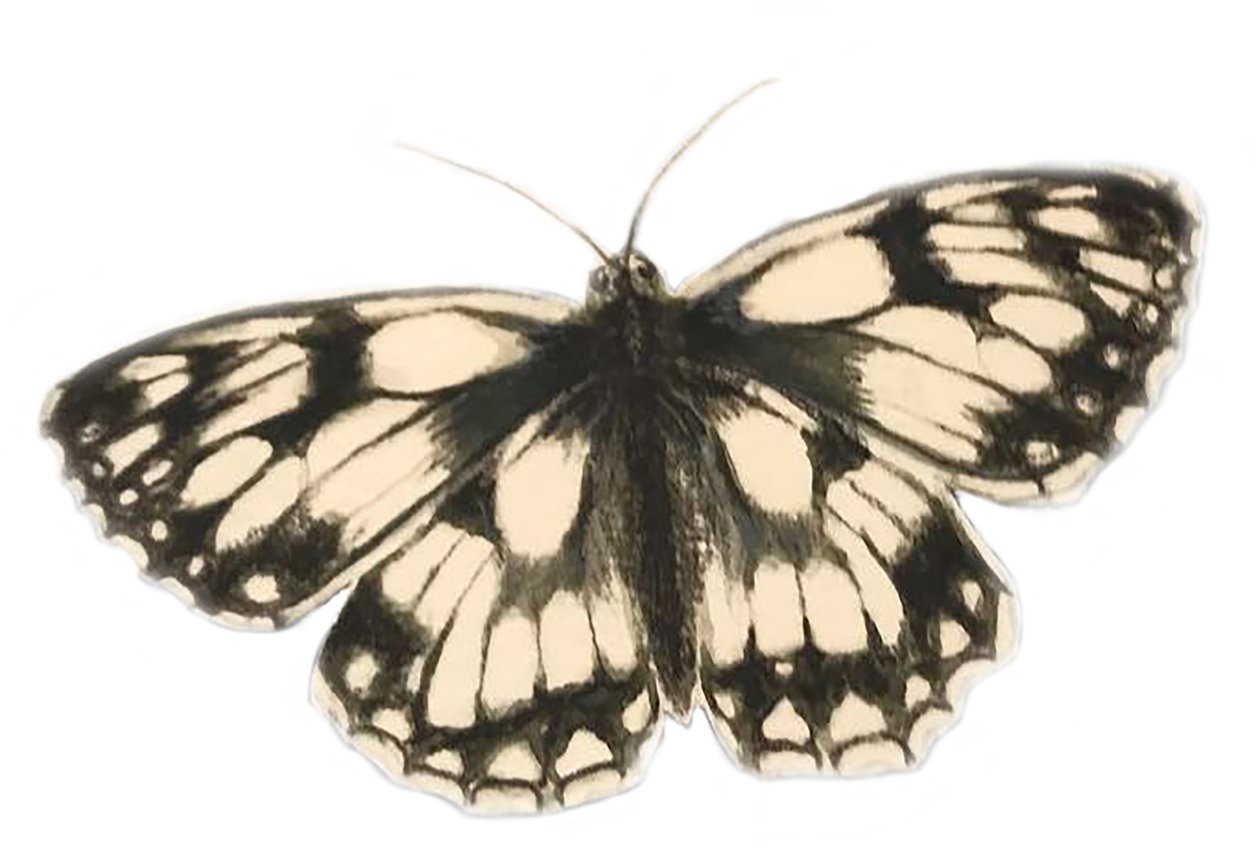 Schachbrettfalter von Eleanor Grafton