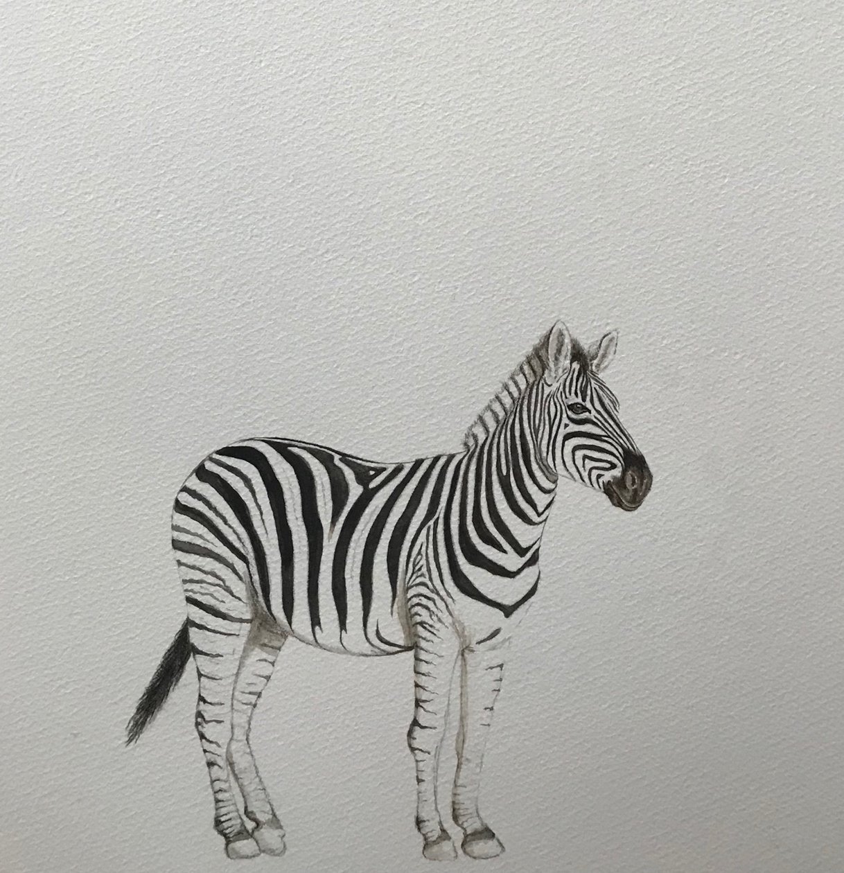 Zebra, 2018 von Eleanor Grafton