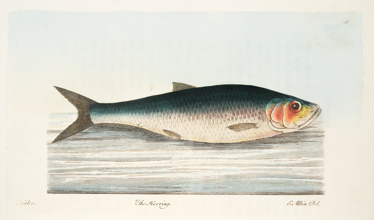 Der Hering, aus Eine Abhandlung über Fische und Fischteiche, veröffentlicht 1832 von Eleazar Albin