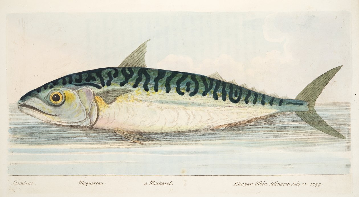Die Makrele, aus Eine Abhandlung über Fische und Fischteiche, veröffentlicht 1832 von Eleazar Albin