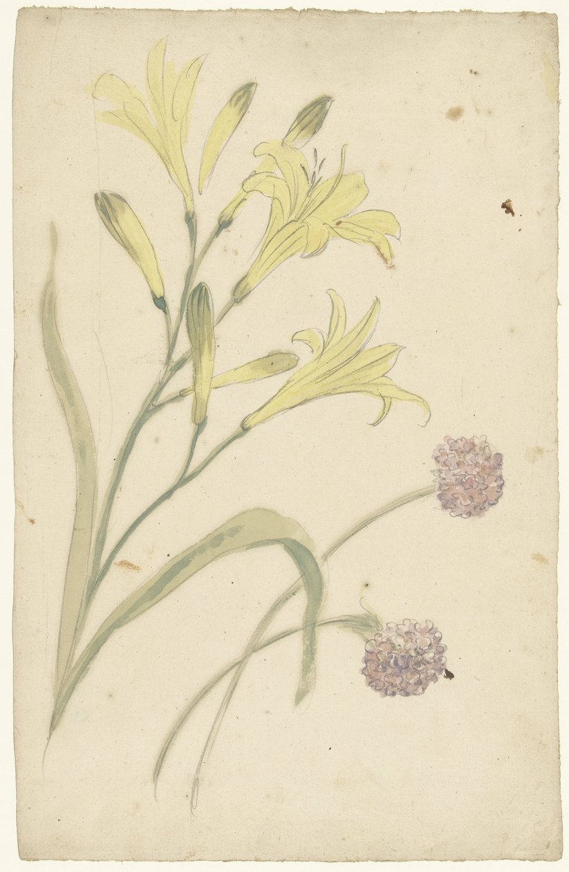 Blumenstudien einer gelben Lilie und einer blühenden Zwiebel von Elias van Nijmegen