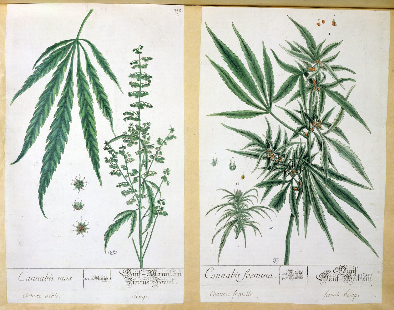 Cannabis mas und Cannabis foemina, aus 