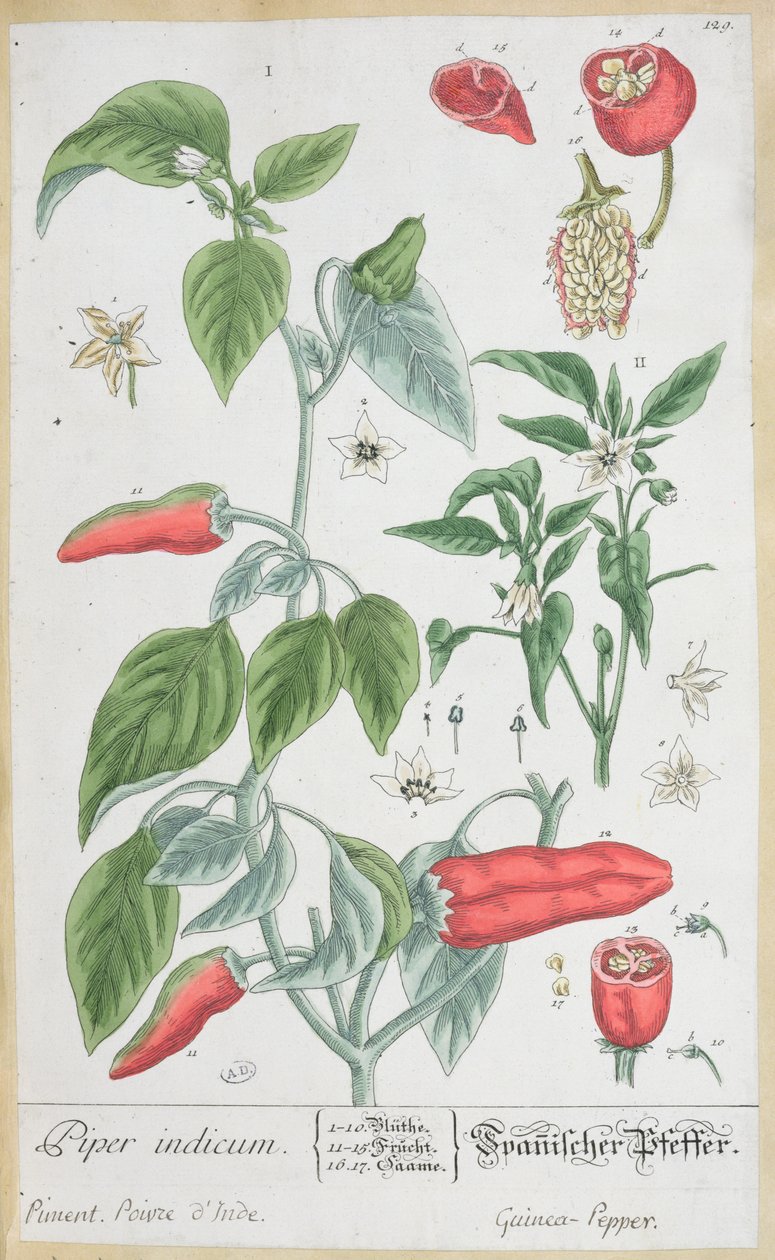 Guinea-Pfeffer (Piper Indicum) Tafel 129 aus der deutschen Ausgabe von 