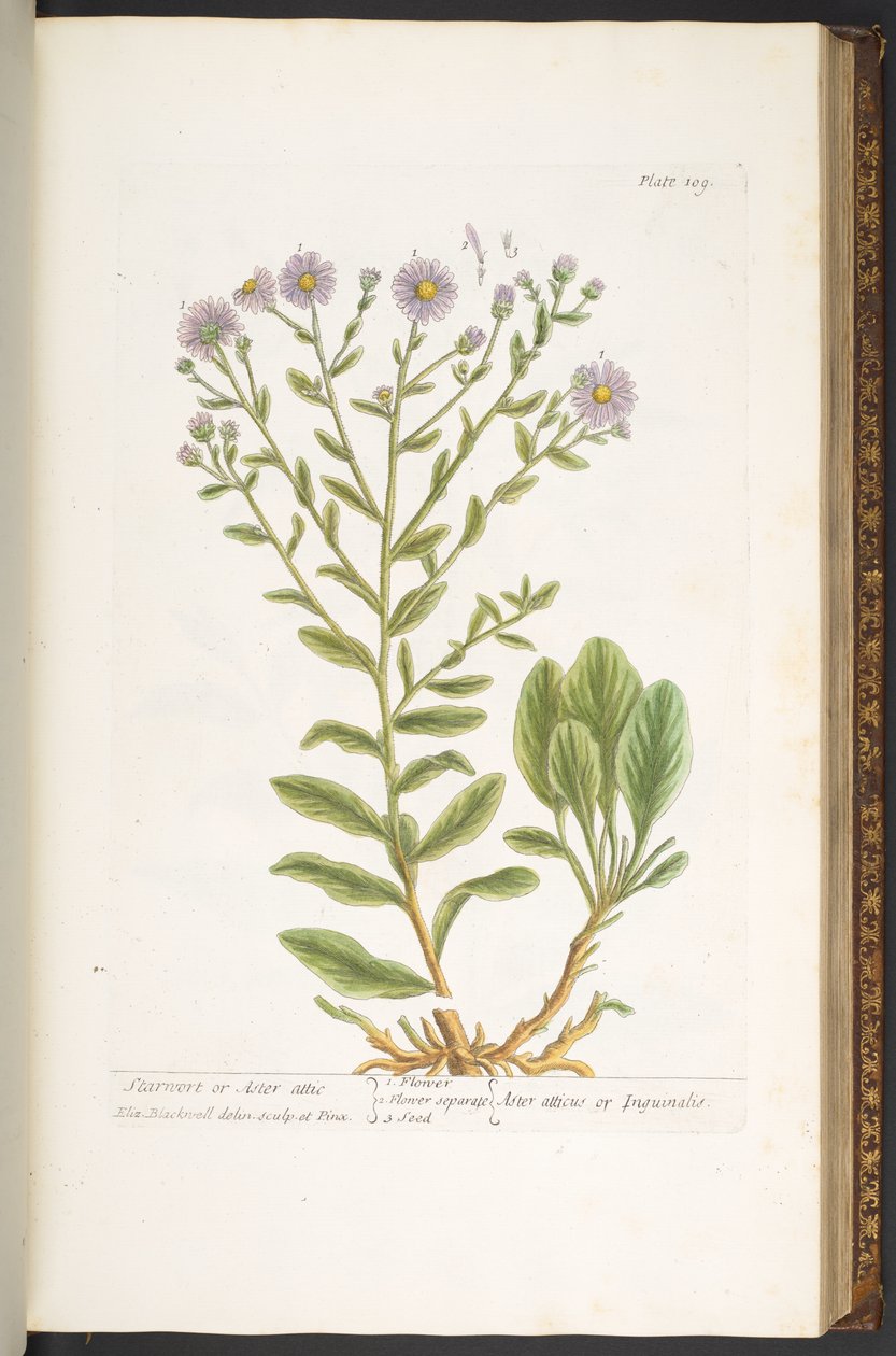 Tafel 109, aus 